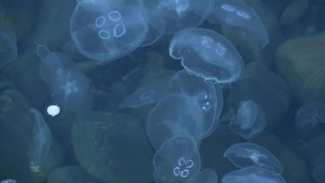 Glowing neon jellyfish swim in sea water against the background of a stone seabed with algae