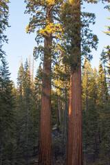 Fototapeta premium Autumnal natural landscape from Yosemite National Park, California, United States