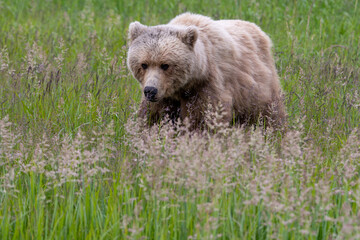 Obraz premium Coastal brown bear (Ursus arctos) in meadows in the lake Clark NP, Alaska