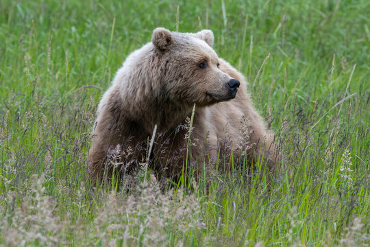 Coastal brown bear (Ursus arctos) in meadows in the lake Clark NP, Alaska