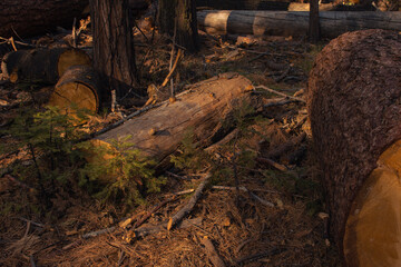 Autumnal natural landscape from Yosemite National Park, California, United States