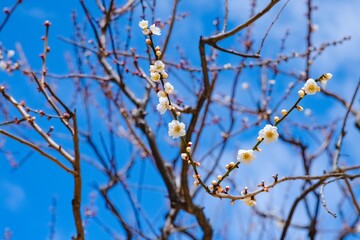 branch of a tree in spring