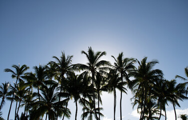 Fototapeta na wymiar Palms landscape with sunny tropic paradise. Tropical palm coconut trees on sky, nature background.