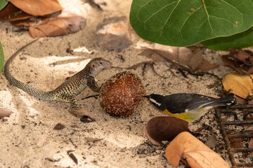 Ameive de PLée de Saint Martin , Lézard, Pholidoscelis plei analiferus,  Sucrier à ventre jaune,  Coereba flaveola, Bananaquit, Ile de Saint Martin, Petites Antilles