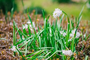grass and snow