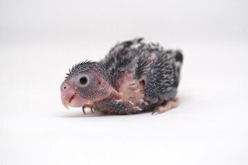 Selective focus of forpus parrotlet newborn bird studio shot on white background