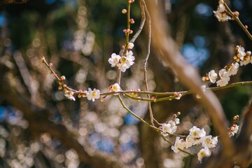 blossom in spring