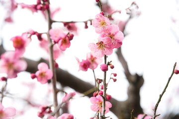 梅の花