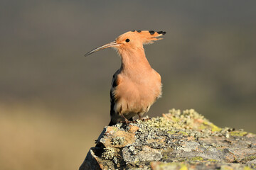 hoopoe poses on the rock in the field