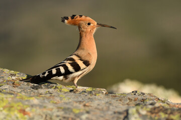 hoopoe poses on the rock in the field