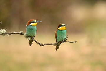 bee-eater poses in the field in spring
