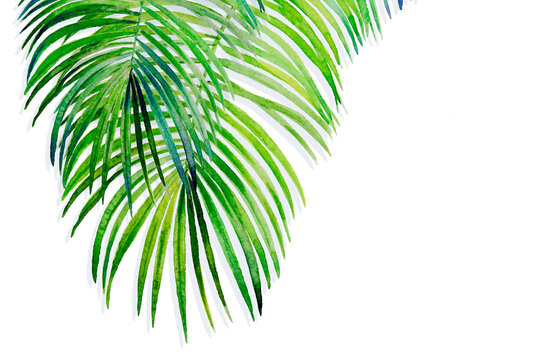 Trendy Summer Tropical Leaves of palm. Watercolor painting illustration