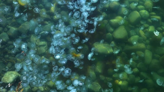 A flock of blue jellyfish swims in sea water against the background of a stone seabed with algae. aerial view