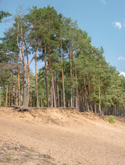 Pine forest on the river bank.