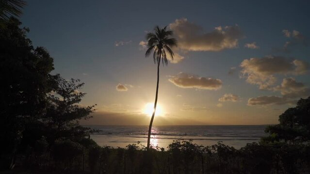 palm tree on the beach with sunset