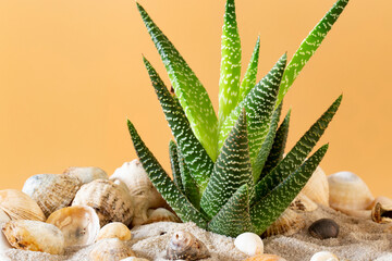 Haworthia aloe succulent plant growing indoors.  With a sand and shell display