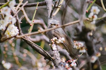 bird on a tree