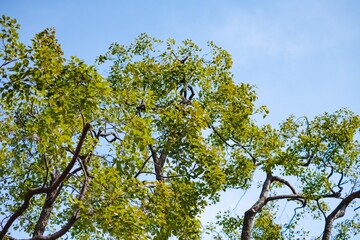branches against blue sky