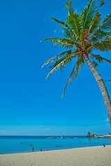 Palm tree in sunny blue sky landscape view of beach resort area on white sand in Philippines