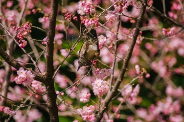 pink and white flowers