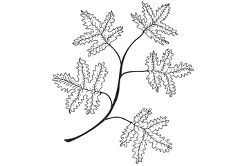 Leaves on branch outline, line art vector illustration. Oak leaves with black thin line, scribble drawing isolated on white background.