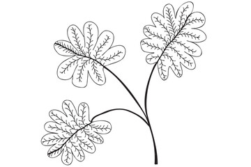 Black oak leaf illustration. Black outline, line art illustration with black thin line isolated on white background.