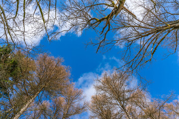 View from the ground into the treetops of a forest in winter