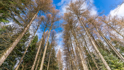 View from the ground into the treetops of a forest in winter
