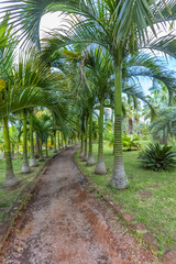 Obraz premium Allée de palmiers, île de la Réunion 