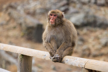 柵の上に座りこちらを伺う猿