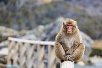 Naklejka premium 柵の上に座りこちらを伺う猿