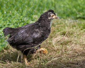 Close up of young Polish chicken in grass
