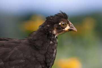 Close up of baby Polish chicken