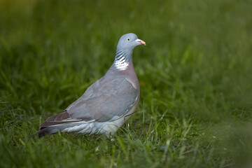 Wood pigeon on the ground in grass