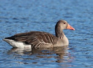 Greylag goose