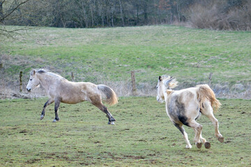 Chevaux courant