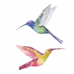 Mooie voorraadillustratie met twee schattige aquarel handgetekende kolibries. Colibri vogels.