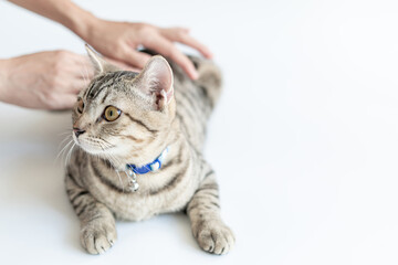 Scottish cats with black stripes sleep on the white floor women stroking the fur to make the cat feel comfortable