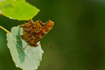 C-Falter (P(olygonia c-album)