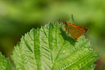 Rostfarbiger Dickkopffalter (Ochlodes sylvanus)