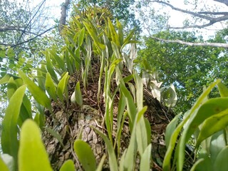 fern clinging to wood