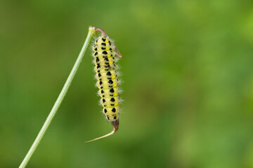 Sechsfleck-Widderchen (Zygaena filipendulae)