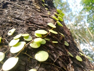 fern clinging to wood