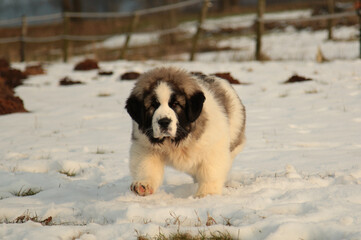 Pyrenean Mastiff puppy walking in the snow.