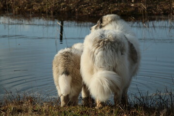 Two Pyrenean Mastiffs looking around.