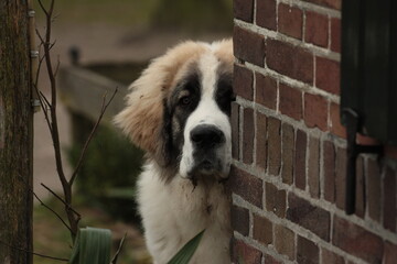 Puppy of a Pyrenean Mastiff looking around the corner.