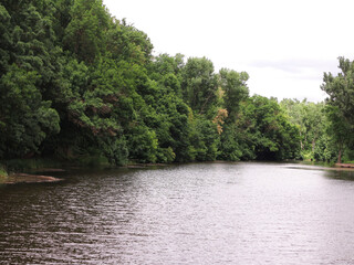 Beautiful fresh green forest tree branches over lake calm water surface