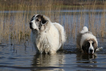 Two Pyrenean Mastiffs in the water