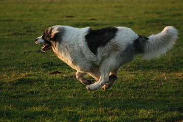 Pyrenean Mastiff running in the meadow.