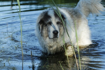 Pyrenean Mastiff in the water